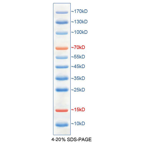 北京现货蛋白A琼脂糖打折促销