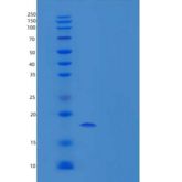 小鼠白细胞介素-36 α/Il36a/IL-1F6重组蛋白