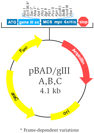 pBad/gIII A载体图谱