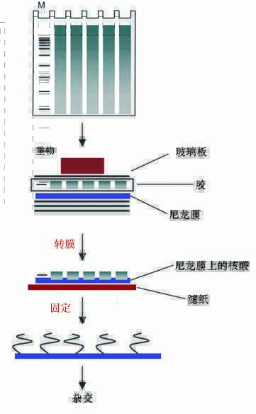 超快DNA-RNA两用转膜试剂盒操作流程