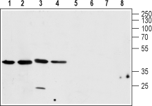 Anti-Calcium Homeostasis Modul