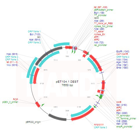 pET104.1 DEST（pET104.1DEST）