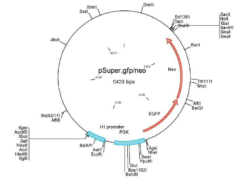 pSUPER-EGFP产品信息