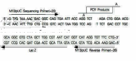 即用型蓝白T载体D型(无RNA启动子,有MCS)多克隆位点