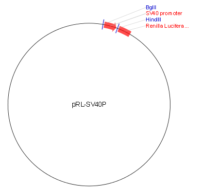 pRL-SV40产品信息