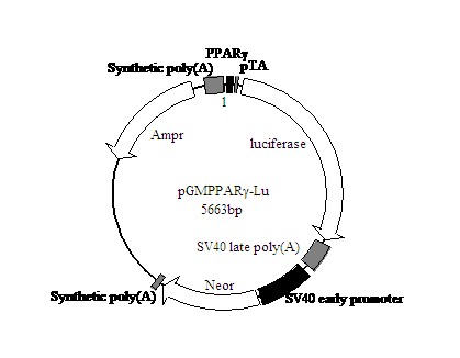 PPARγ-Luc荧光素酶报告基因质粒(国产,进口)