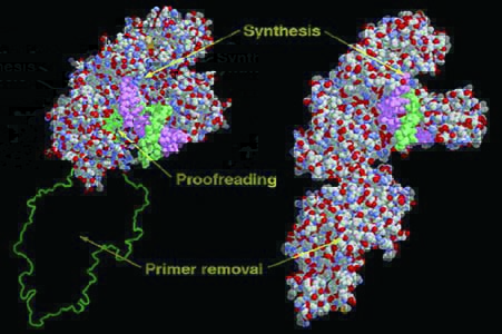 左图为Klenow片段,右图为大肠杆菌DNA聚合酶Ι