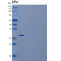 人B7 Homolog 6重组蛋白