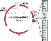 即用型蓝白T载体B型(T7-T3，有MCS)质粒图谱