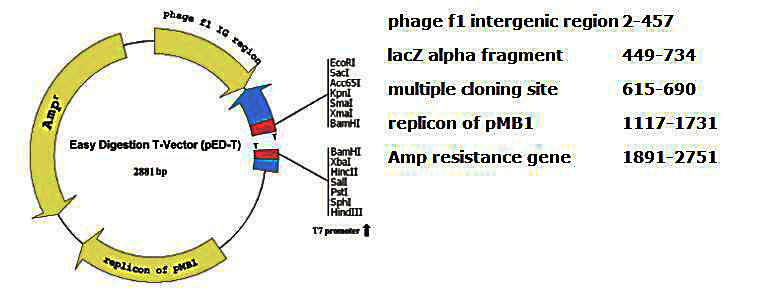 Easy Digestion T载体(pED-T)