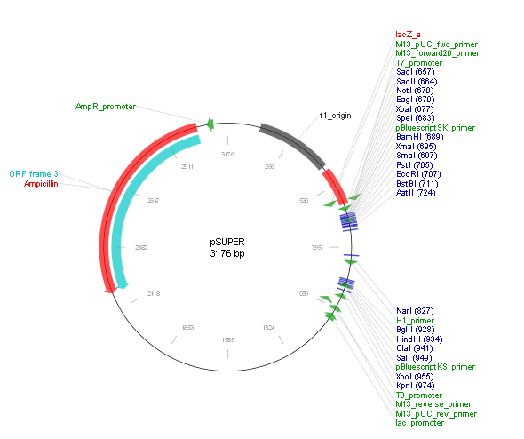 pSUPER-basic产品信息