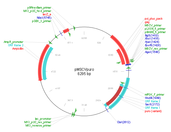 pMSCVpuro产品信息