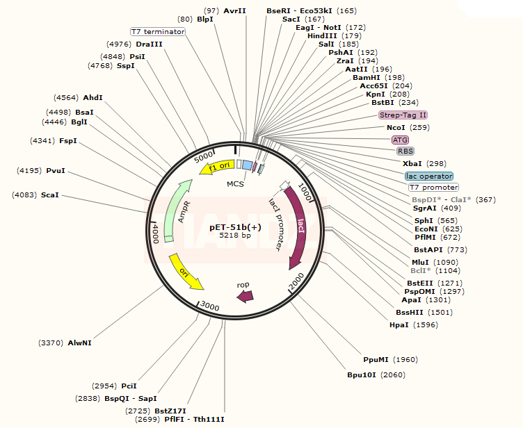 pET-51b(+) Ek/LIC(pET51bEkLIC)