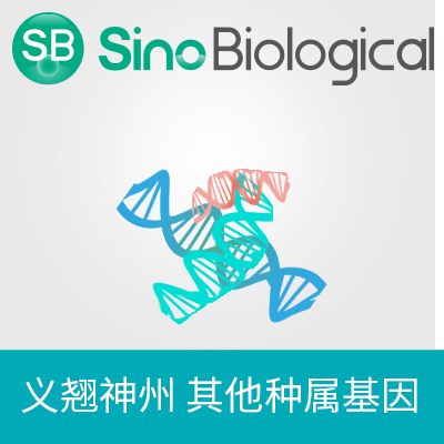 SFTSV(isolate JS2011-004) N expression plasmid,C-FLAG | 发热伴血小板减少综合症布尼亚病毒 (SFTSV)(isolate JS2011-004) N 蛋白表达质粒DNA,C-FLAG