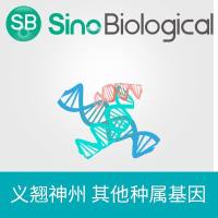 SARS-CoV-2 Papain-like proteinase/NSP3 expression plasmid(Partly) | 新冠病毒 Papain-like proteinase/NSP3 表达质粒(片段)