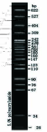 DNA marker(pBR322/MspI)