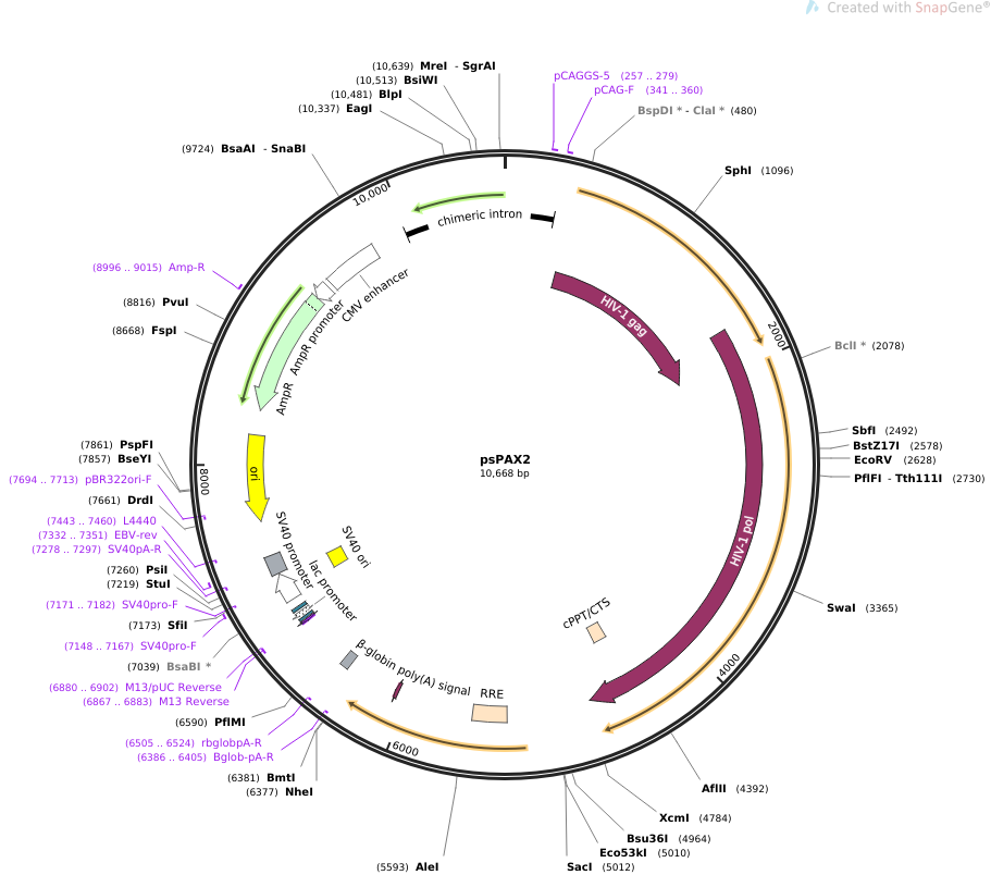 addgene-plasmid-12260-sequence-106126-map