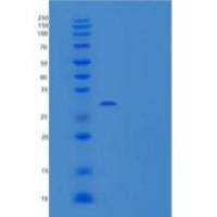 小鼠DNAX辅助分子-1重组蛋白