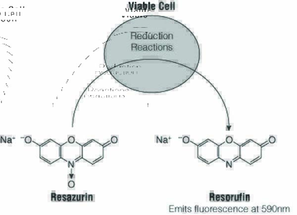 可作为氧分子电子传递链的受体，呈现由蓝向红转变的颜色变化原理