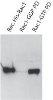 Rac1 Pulldown Activation Assay