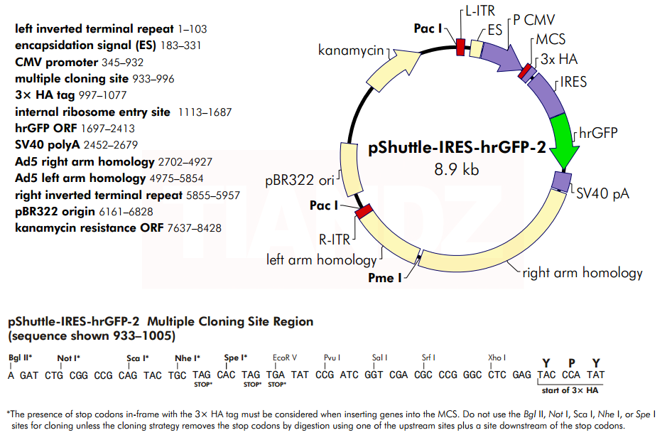 pShuttle-IRES-hrGFP-2