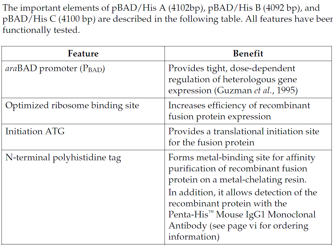 pBAD-His 载体特征1