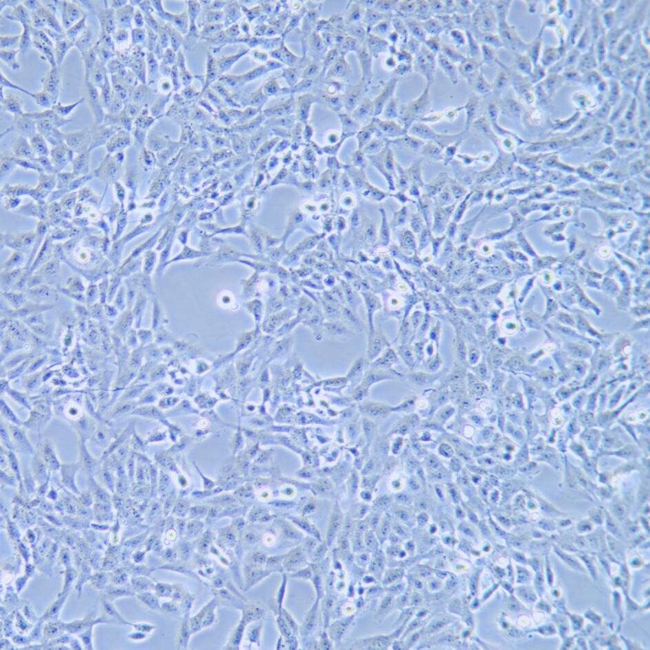 F81 猫肾细胞/STR鉴定/参考文献