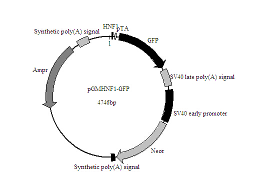 HNF1-GFP报告基因质粒(国产,进口)