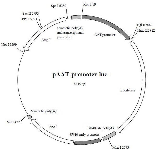 北京现货生物素标记p53凝胶迁移探针(0.2μM)(国产,进