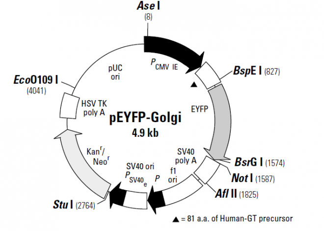 pEYFP-Golgi 质粒图谱