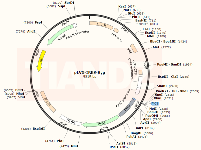 pLVX-IRES-Hyg(pLVXIRESHyg)