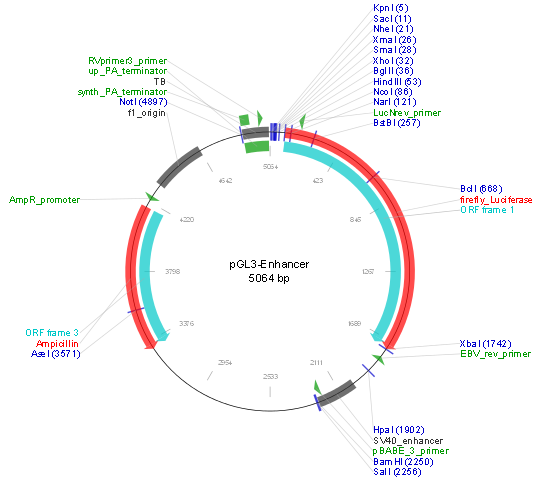 pGL3-enhancer产品信息