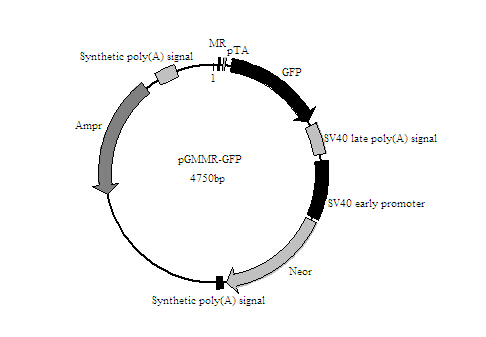 北京10×Tris-Glycine-SDS电泳缓冲液厂家