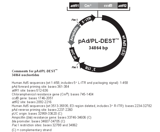 pAd/PL-DEST（骨架载体）产品信息
