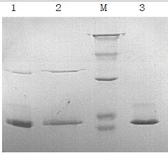 AviTag融合蛋白生物素化试剂盒