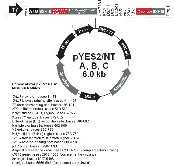 pYES2/NT C产品信息