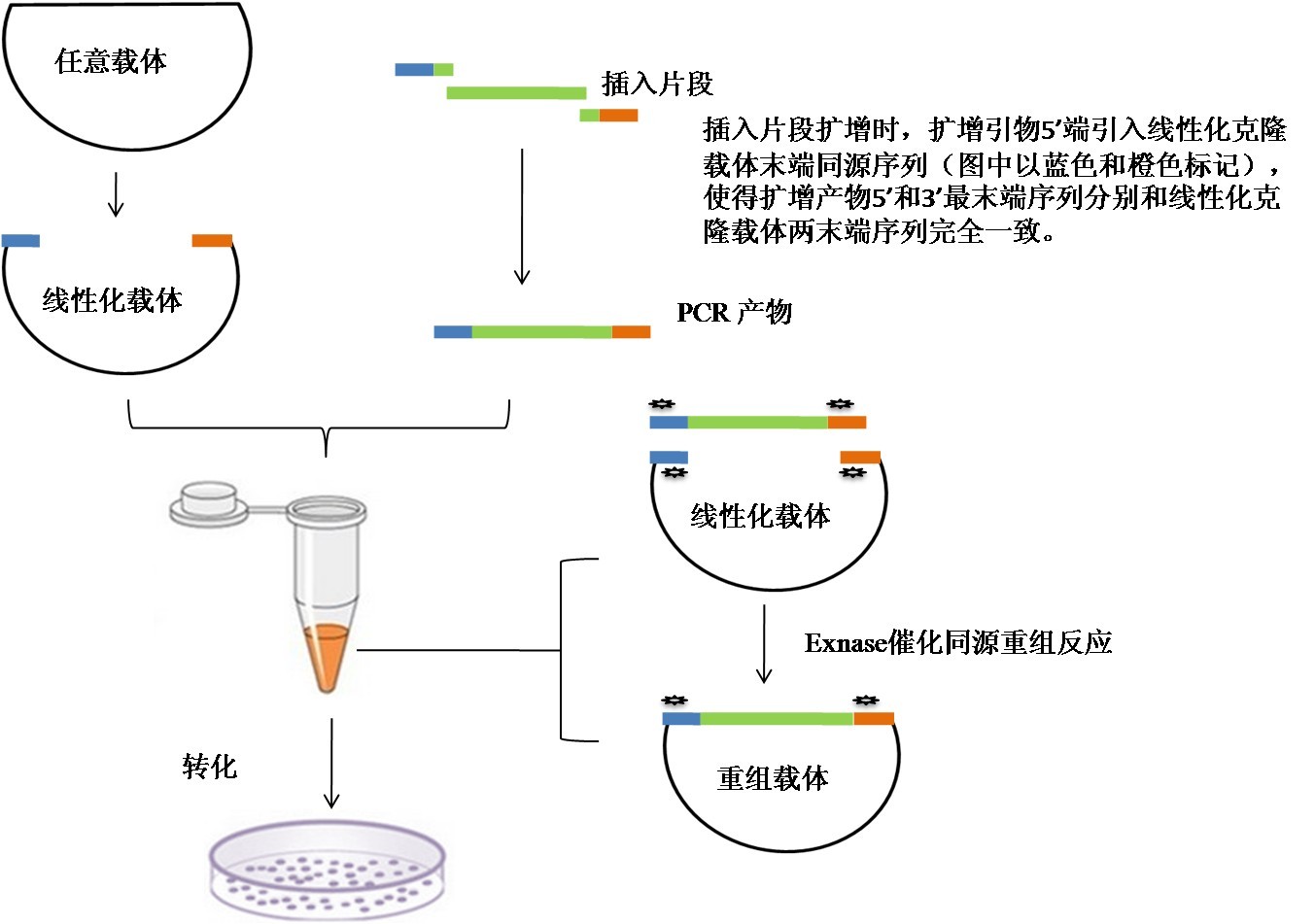 SY0062型STAT1萤火虫荧光素酶报告基因质粒批发