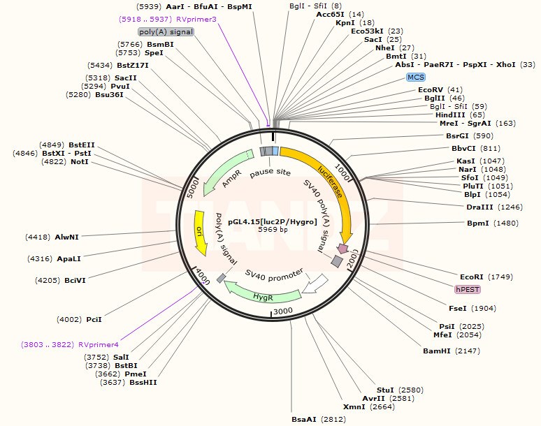 pGL4.15[luc2P Hygro]