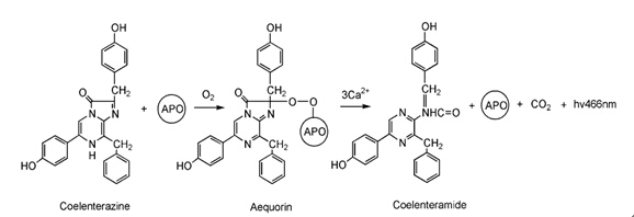北京HNF4-Luc荧光素酶报告基因质粒哪里卖