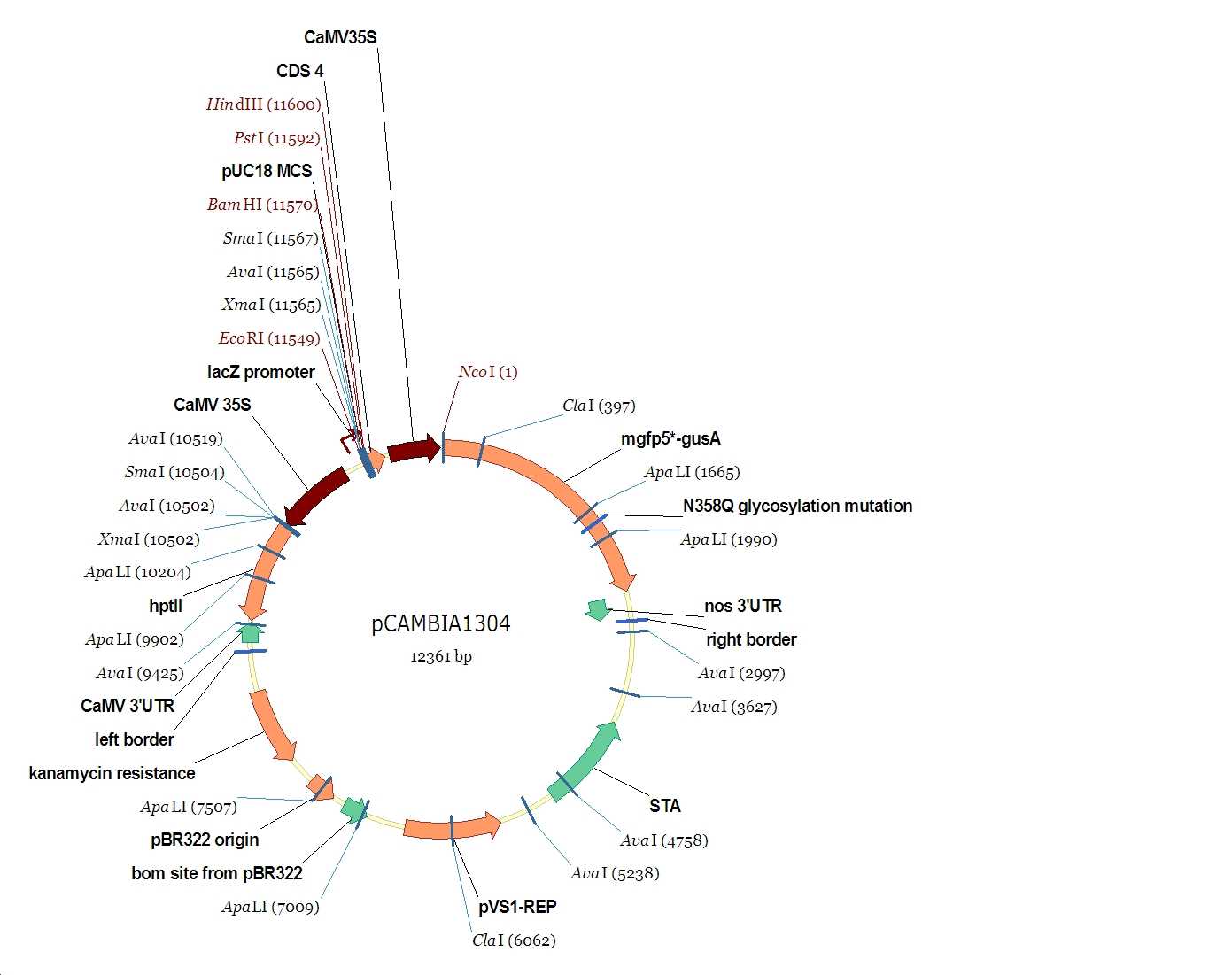 pCAMBIA1304产品信息