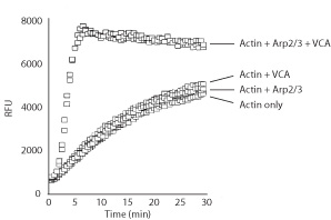 Actin Polymerization Biochem K