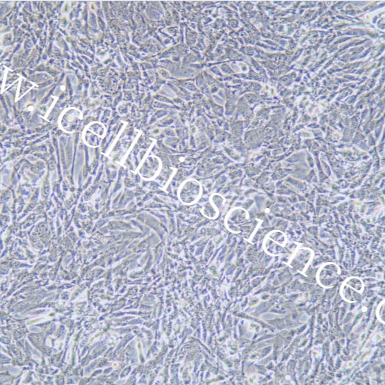 TtT/GF 小鼠垂体促甲状腺滤泡星状细胞/种属鉴定/镜像绮点（Cellverse）
