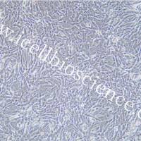 TtT/GF 小鼠垂体促甲状腺滤泡星状细胞/种属鉴定/镜像绮点（Cellverse）