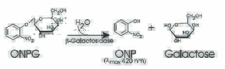β-半乳糖苷酶，ONPG反应原理图