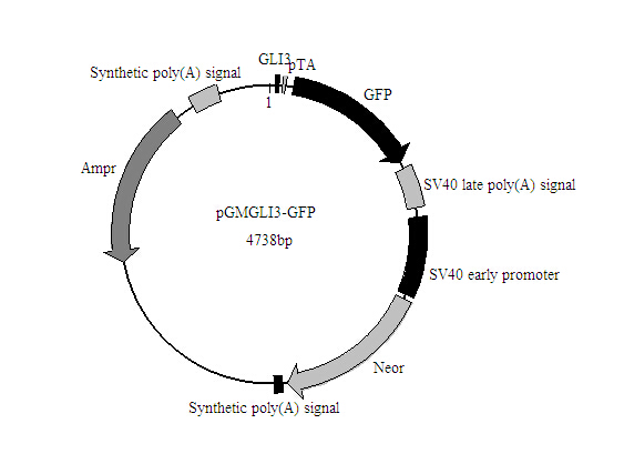 北京RXR-GFP报告基因质粒大量库存促销