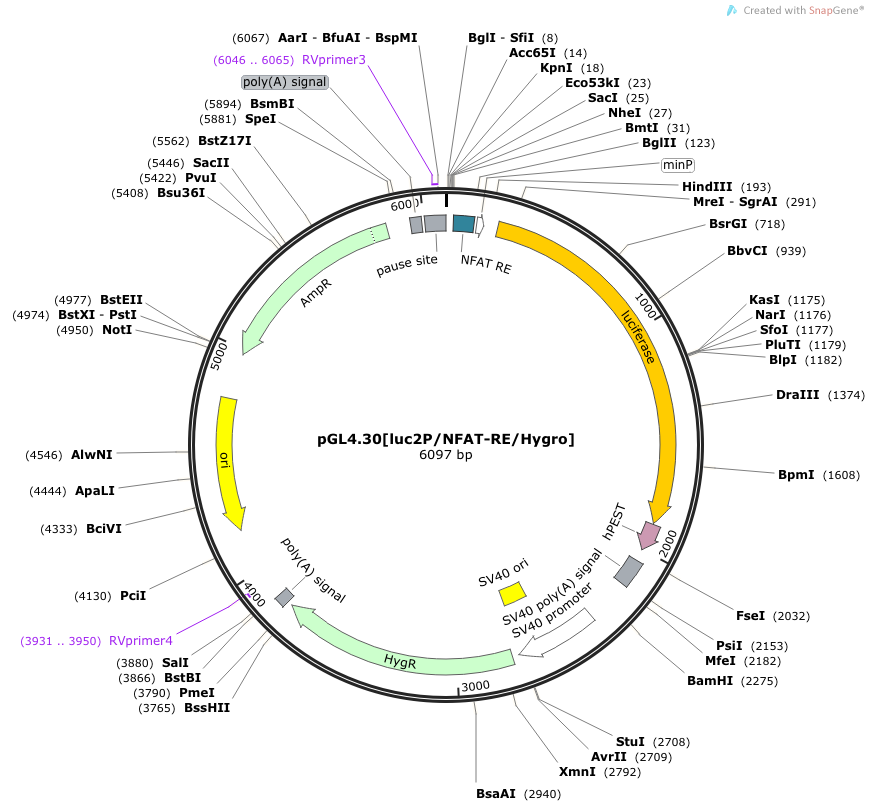 pGL4.30[luc2P/NFAT-RE/Hygro] （