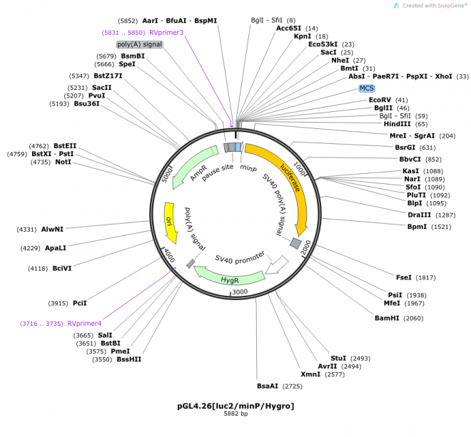 pGL4.26[luc2/minP/Hygro]载体