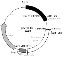 RXR-GFP报告基因质粒厂家