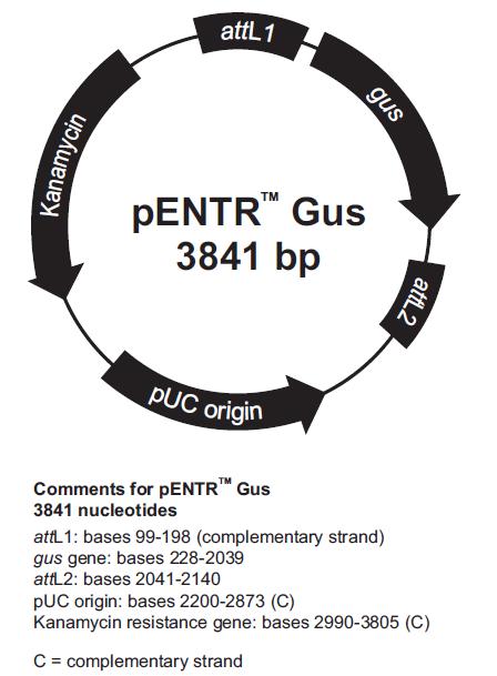 pENTR-Gus产品信息