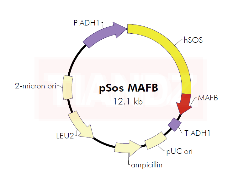 pSos MAFB(pSosMAFB)（60908-6280